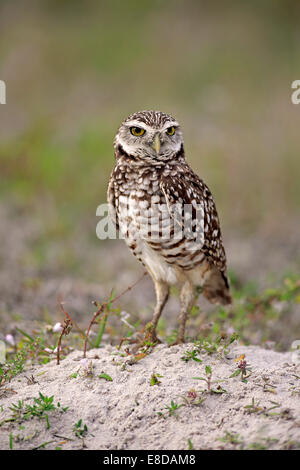 Chevêche des terriers (Athene cunicularia) adulte, Florida, USA Banque D'Images