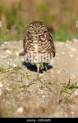 Chevêche des terriers (Athene cunicularia) adulte, Florida, USA Banque D'Images