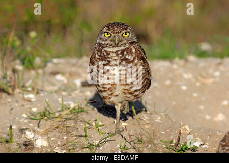Chevêche des terriers (Athene cunicularia) adulte, Florida, USA Banque D'Images