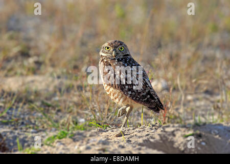 Chevêche des terriers (Athene cunicularia) adulte, Florida, USA Banque D'Images