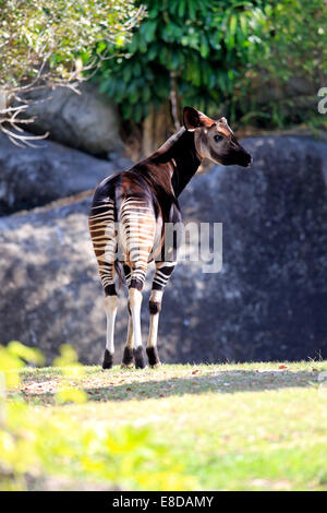 L'Okapi (Okapia johnstoni), adulte, captive, Miami, Floride, USA Banque D'Images