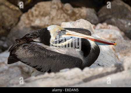 Pelican (Pelecanus thagus péruvienne), Arica, Chili du nord Banque D'Images