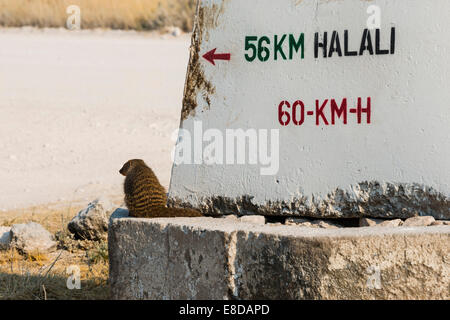 Mongoose bagués (Mungos mungo) assis à côté d'un signe, Etosha National Park, Namibie Banque D'Images