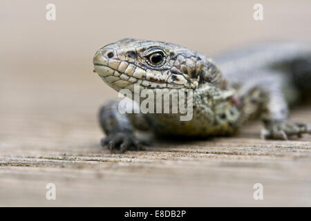 Sand lizard (Lacerta agilis), Hesse du Nord, Hesse, Allemagne Banque D'Images