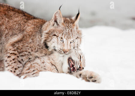 Deux lynx (Lynx lynx) jouer dans la neige, le Zoo de Sababurg, Hesse du Nord, Hesse, Allemagne Banque D'Images