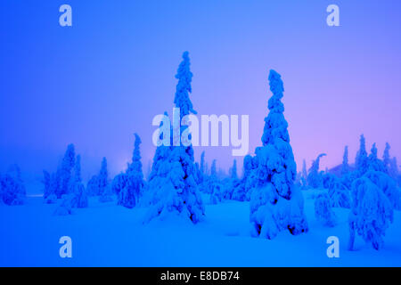 Arbres dans un paysage d'hiver enneigé, Iso Syöte, Laponie, Finlande Banque D'Images