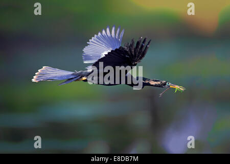 Dard d'Amérique (Anhinga anhinga), voler avec le matériel du nid, plumage nuptial, Wakodahatchee Wetlands, Delray Beach, Floride Banque D'Images