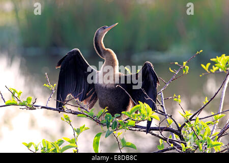 American vert ou Snakebird (Anhinga anhinga), femme perchée dans un arbre ses plumes de séchage, Wakodahatchee Wetlands Banque D'Images