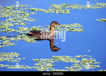 Podilymbus podiceps Grèbe esclavon, (zones humides), Viera, Brevard County, Floride, États-Unis Banque D'Images