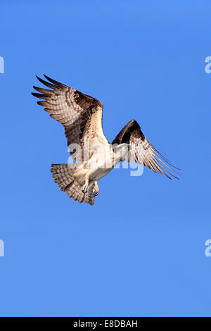 Balbuzard pêcheur (Pandion haliaetus carolinensis), voler, Sanibel Island, Floride, USA Banque D'Images