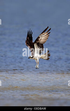 Balbuzard pêcheur (Pandion haliaetus carolinensis), voler, Sanibel Island, Floride, USA Banque D'Images