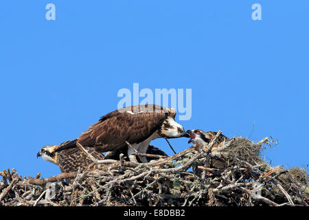 Balbuzard pêcheur (Pandion haliaetus carolinensis), nourrir les jeunes adultes les oiseaux dans le nid d'aigle, Sanibel Island, Floride, USA Banque D'Images