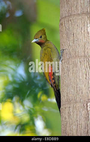 Plus Yellownape (Picus flavinucha), des profils sur un tronc d'arbre, captive, Miami, Floride, USA Banque D'Images