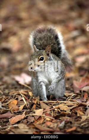 L'écureuil gris (Sciurus carolinensis), adulte, Florida, USA Banque D'Images