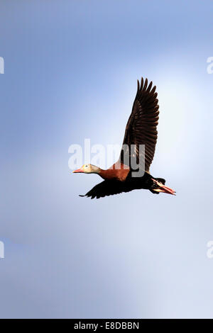 À ventre noir (Dendrocygna autumnalis), flying, adulte, Wakodahatchee Wetlands, Delray Beach, Floride Banque D'Images