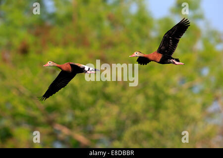 Deux Canards sifflement à ventre noir (Dendrocygna autumnalis), flying, adulte, Wakodahatchee Wetlands, Delray Beach, Floride Banque D'Images