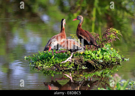 Trois canards sifflement à ventre noir (Dendrocygna autumnalis), adulte, Wakodahatchee Wetlands, Delray Beach, Floride Banque D'Images