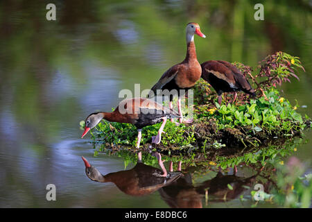 Trois canards sifflement à ventre noir (Dendrocygna autumnalis), adulte, Wakodahatchee Wetlands, Delray Beach, Floride Banque D'Images