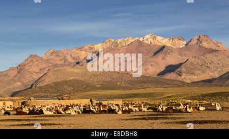 Les lamas (Lama glama), le parc national de Sajama Altiplano, Highlands, Bolivie Banque D'Images