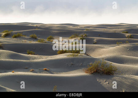 Les Mesquites Miel jeunes dispersés (Prosopis glandulosa torreyana) sur la télévision Mesquite Sand Dunes tôt le matin Banque D'Images