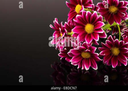 Chrysanthème rouge sur fond noir Banque D'Images