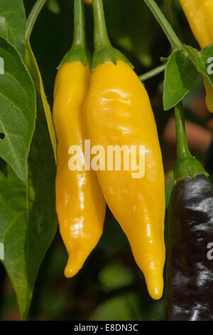 Aji Limon chilis, aka la goutte de citron péruvien poivron (Capsicum baccatum) en pleine croissance. UK, 2014. Banque D'Images