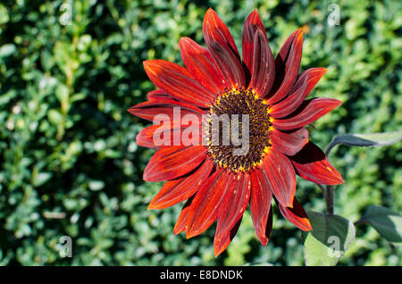 Chocolat magnifique tournesol, Helianthus "moulin rouge" dans le jardin en été. Libre de pétales et de fleurs. Banque D'Images