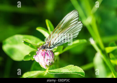 Vue macro d'un papillon du chou Pieris brassicae, manger nectar sur une fleur de trèfle trifolium rose. Yummy. Banque D'Images