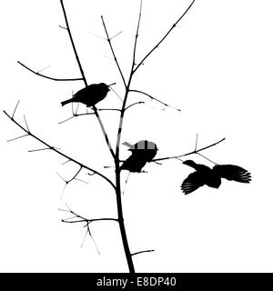 Les oiseaux. Photo minimaliste en noir et blanc de trois moineaux sur un petit arbre. Le forth est s'envoler. Fond blanc Banque D'Images