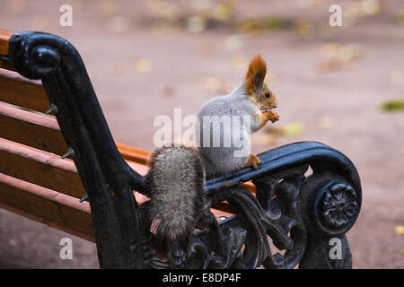 Squirrel est assis sur un banc dans le parc vide et mange des noix Banque D'Images