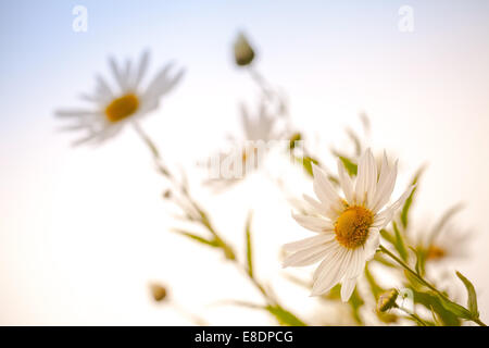 Macro photo de Big White daisies au-dessus de ciel bleu, effet tonique, selective focus Banque D'Images