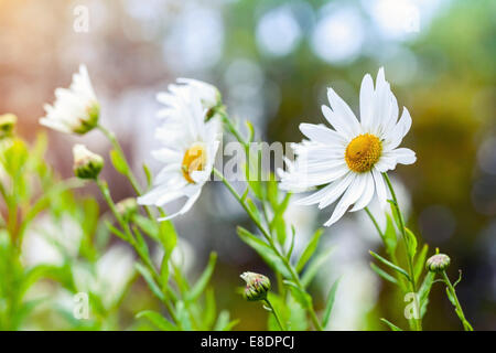 Macro photo de Big White daisies dans le jardin, l'effet tonique, selective focus Banque D'Images