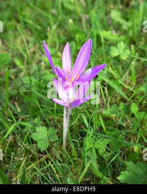 Un crocus d'automne avec deux fleurs Banque D'Images
