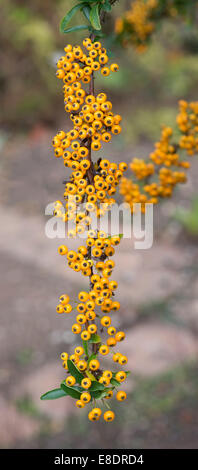 Pyracantha coccinea. Multi Golden Charmer arbuste aux baies rouges en automne Banque D'Images