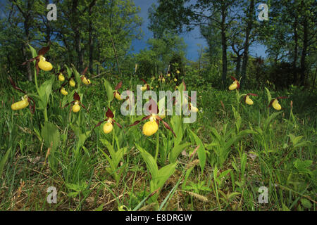 Lady's Slipper Orchid's (Cypripedium calceolus), Europe Banque D'Images