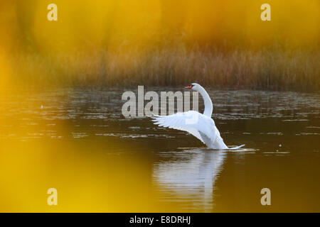Mute swan (Cygnus olor) en automne doré, la natation. Banque D'Images