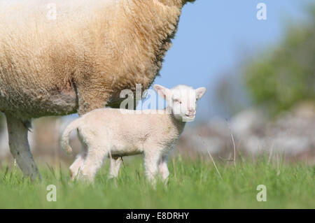 Nouveau-né bébé Mouton debout devant sa mère, l'Estonie Banque D'Images