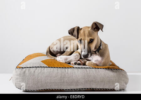 Un mignon chiot lévrier Italien Banque D'Images