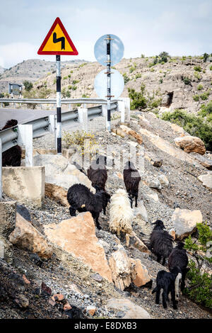 Droit de moutons à une route en Oman sur Jebel Akhdar Banque D'Images