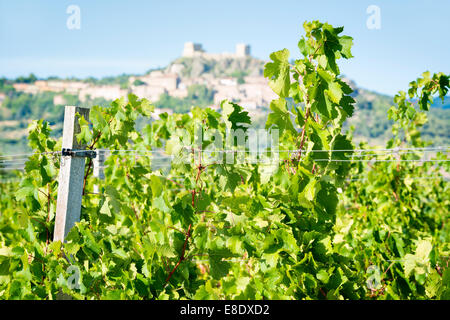 Vignes près de Montemassi en Toscane, Italie à l'automne sur une journée ensoleillée Banque D'Images