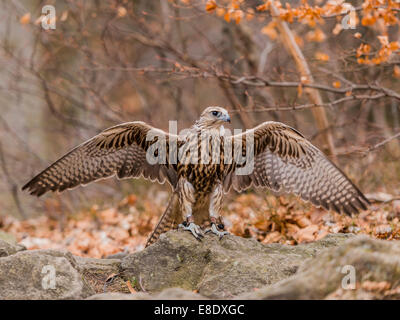 [Faucon sacre Falco cherrug] posing in woodland forest. Banque D'Images