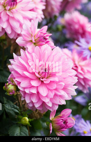 Dahlias rose dans une frontière. Banque D'Images