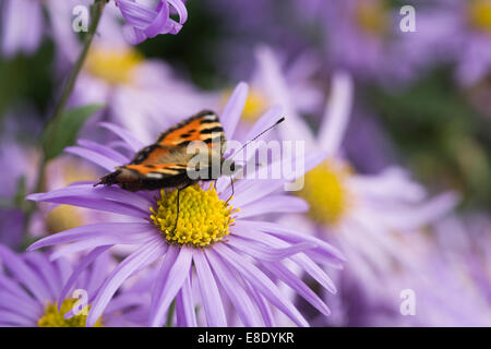 Aglais urticae. Petit papillon écaille lilas sur asters. Banque D'Images