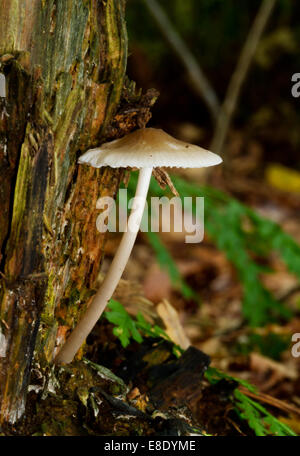 Petits champignons blancs sur un tronc d'arbre en décomposition Banque D'Images