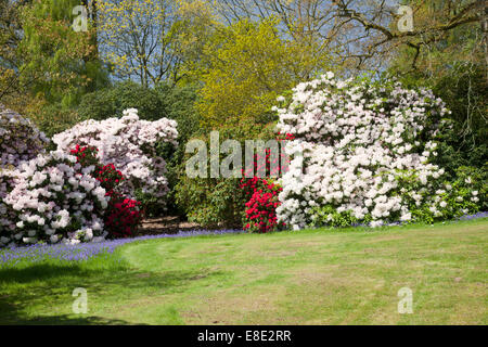 Bowood rhododendron Woodland Gardens au printemps, Derry Hill, Calne, Wiltshire, Angleterre, Royaume-Uni Banque D'Images