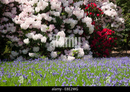 Bowood rhododendron Woodland Gardens au printemps, Derry Hill, Calne, Wiltshire, Angleterre, Royaume-Uni Banque D'Images