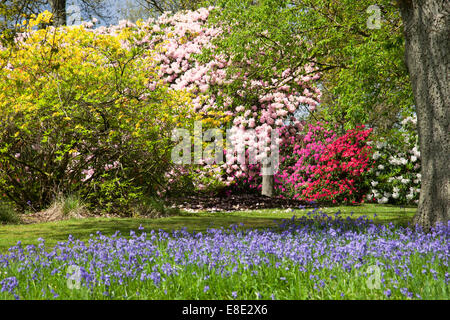 Printemps dans les jardins forestiers de Bowood rhododendron, Derry Hill, Calne, Wiltshire, Angleterre, Royaume-Uni Banque D'Images