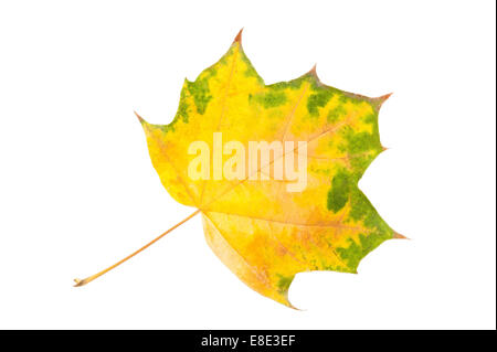 Maple leaf isolated on white Banque D'Images