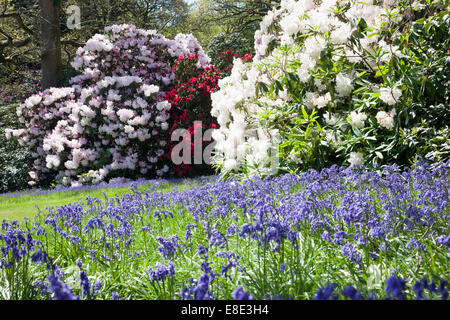 Printemps dans les jardins forestiers de Bowood rhododendron, Derry Hill, Calne, Wiltshire, Angleterre, Royaume-Uni Banque D'Images