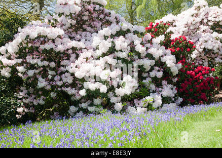 Printemps dans le jardin de rhododendron de Bowood, Derry Hill, Calne, Wiltshire, Angleterre, Royaume-Uni Banque D'Images